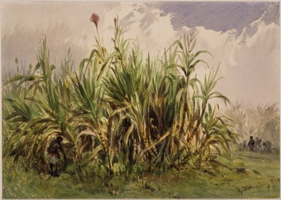Plantacja trzciny cukrowej autorstwa Eduard Hildebrandt