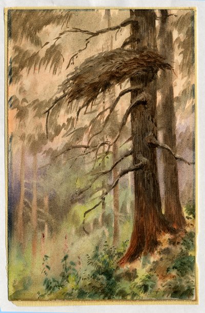 Gniazdo jastrzębia, 1898-99 (wc na papierze) autorstwa Edward Adrian Wilson