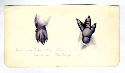Dwa opracowania stopy pisklęcia pingwina cesarskiego, 1901-04 (wc na papierze) autorstwa Edward Adrian Wilson