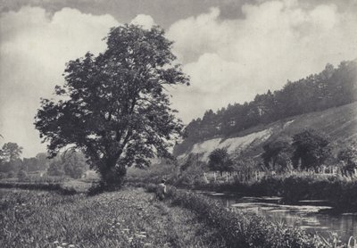 Wielki jesion na głównym torze, Leckford (zdjęcie czarno-białe) autorstwa Edward Alfred Barton