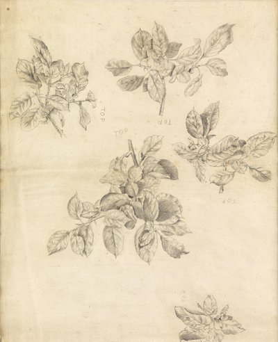 Studium jabłek, prawdopodobnie na tle „Artura w Avalonie”, numer 2 autorstwa Edward Burne Jones