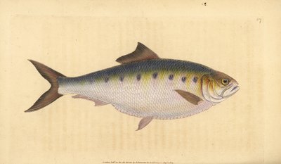 Allis Shad, Alosa alosa (Shad, Clupea alosa). Ręcznie barwiony miedzioryt narysowany i rytowany przez Edwarda Donovana z jego Natural History of British Fishes, Donovan and F.C. i J. Rivington, Londyn autorstwa Edward Donovan