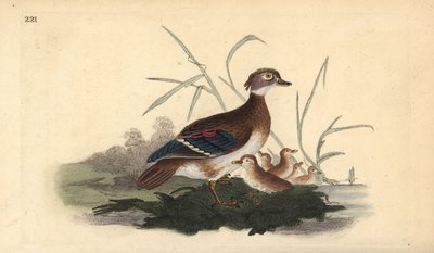 Amerykańska kaczka leśna (samica i młoda). Ręcznie barwiony miedzioryt rysowany i grawerowany przez Edwarda Donovana z jego własnej „Historii naturalnej ptaków brytyjskich”, Londyn autorstwa Edward Donovan