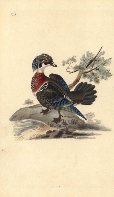 Amerykańska kaczka z drewna, Aix sponsa. Ręcznie kolorowany miedzioryt rysowany i grawerowany przez Edwarda Donovana z jego własnej „Historii naturalnej ptaków brytyjskich”, Londyn autorstwa Edward Donovan
