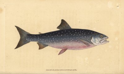 Golec pospolity, Salvelinus alpinus alpinus (łosoś alpejski, Salmo alpinus). Ręcznie barwiony miedzioryt narysowany i rytowany przez Edwarda Donovana z jego Natural History of British Fishes, Donovan and F.C. i J. Rivington, Londyn autorstwa Edward Donovan