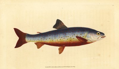 Golec arktyczny , Salvelinus alpinus alpinus ( Golec , Salmo salvelinus ). Ręcznie barwiony miedzioryt narysowany i rytowany przez Edwarda Donovana z jego Natural History of British Fishes, Donovan and F.C. i J. Rivington, Londyn autorstwa Edward Donovan