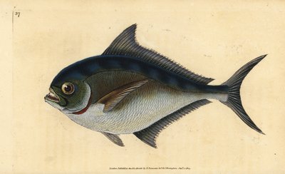 Pomfret atlantycki, Brama brama (pozłacana, Sparus raii). Ręcznie barwiony miedzioryt narysowany i rytowany przez Edwarda Donovana z jego Natural History of British Fishes, Donovan and F.C. i J. Rivington, Londyn autorstwa Edward Donovan