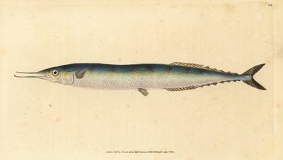 Saura atlantycka, Scomberesox saurus saurus (Spiper, Esox saurus). Ręcznie barwiony miedzioryt narysowany i rytowany przez Edwarda Donovana z jego Natural History of British Fishes, Donovan and F.C. i J. Rivington, Londyn autorstwa Edward Donovan