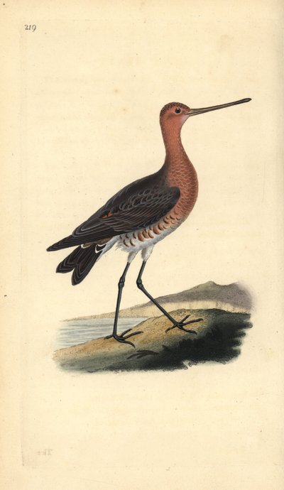 Szlamnik (samiec), Limosa lapponica. Ręcznie barwiony miedzioryt rysowany i grawerowany przez Edwarda Donovana z jego własnej „Historii naturalnej ptaków brytyjskich”, Londyn autorstwa Edward Donovan