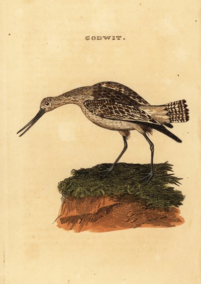 Szlamnik zwyczajny , Limosa lapponica autorstwa Edward Donovan