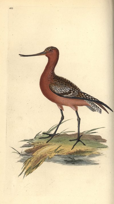 Pliszka górska, Limosa lapponica. Ręcznie kolorowany miedzioryt narysowany i wygrawerowany przez Edwarda Donovana z jego własnej "Natural History of British Birds", Londyn. autorstwa Edward Donovan