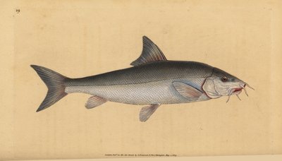 Brzana, brodaty brodaty (Cyprinus brodaty). Ręcznie barwiony miedzioryt narysowany i rytowany przez Edwarda Donovana z jego Natural History of British Fishes, Donovan and F.C. i J. Rivington, Londyn autorstwa Edward Donovan