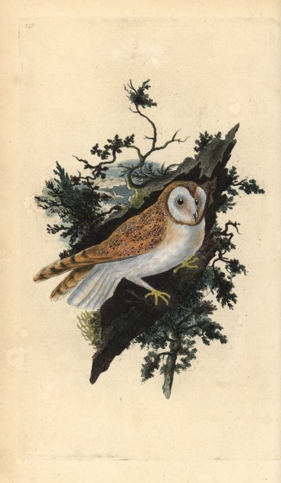 Płomykówka, Tyto alba. Ręcznie kolorowany miedzioryt rysowany i grawerowany przez Edwarda Donovana z jego własnej „Historii naturalnej ptaków brytyjskich”, Londyn autorstwa Edward Donovan