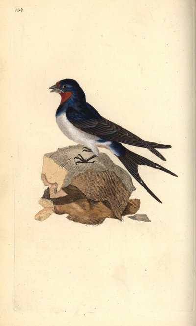 Jaskółka stodoła, Hirundo rustica. Ręcznie kolorowany miedzioryt rysowany i grawerowany przez Edwarda Donovana z jego własnej „Historii naturalnej ptaków brytyjskich”, Londyn autorstwa Edward Donovan