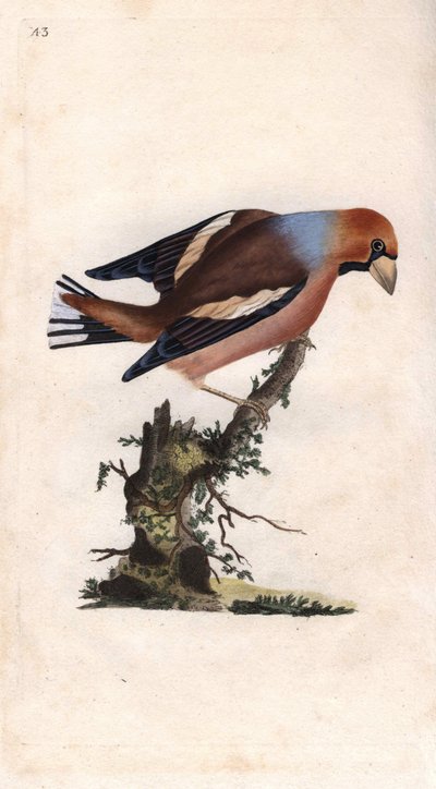 Duży dziób łamie rdzeń. Coccothrausts (Loxia coccothraustes). Miedzioryt autorstwa Edwarda Donovana (1768-1837), opublikowany w Natural History of British Birds, Londyn autorstwa Edward Donovan