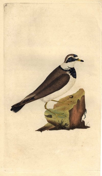 Duży żwir. Charadrius hiaticula. Miedzioryt autorstwa Edwarda Donovana (1768-1837), opublikowany w Natural History of British Birds, Londyn autorstwa Edward Donovan