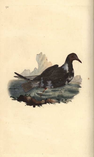 Śmieszka, Chroicocephalus ridibundus, w upierzeniu letnim z brązową głową. Ręcznie kolorowany miedzioryt rysowany i grawerowany przez Edwarda Donovana z jego własnej „Historii naturalnej ptaków brytyjskich”, Londyn autorstwa Edward Donovan