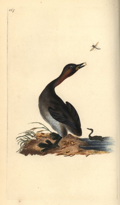 Perkoz podbródkowy czarny, Podiceps hebridicus. (Mały perkoz, Tachybaptus ruficollis?) Ręcznie barwiony miedzioryt narysowany i grawerowany przez Edwarda Donovana z jego własnej „Historii naturalnej ptaków brytyjskich”, Londyn autorstwa Edward Donovan