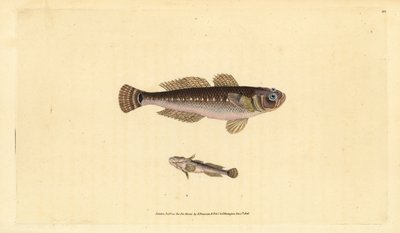 Czarna babka, Gobius niger. Ręcznie barwiony miedzioryt narysowany i rytowany przez Edwarda Donovana z jego Natural History of British Fishes, Donovan and F.C. i J. Rivington, Londyn autorstwa Edward Donovan