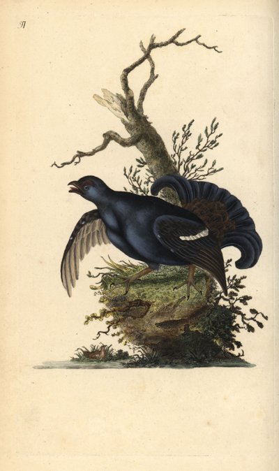 Cietrzew, Tetrao tetrix. Ręcznie kolorowany miedzioryt rysowany i grawerowany przez Edwarda Donovana z jego własnej „Historii naturalnej ptaków brytyjskich”, Londyn autorstwa Edward Donovan