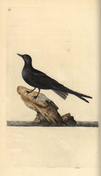 Rybitwa czarna, Chlidonias niger. Ręcznie barwiony miedzioryt rysowany i grawerowany przez Edwarda Donovana z jego własnej „Historii naturalnej ptaków brytyjskich”, Londyn autorstwa Edward Donovan