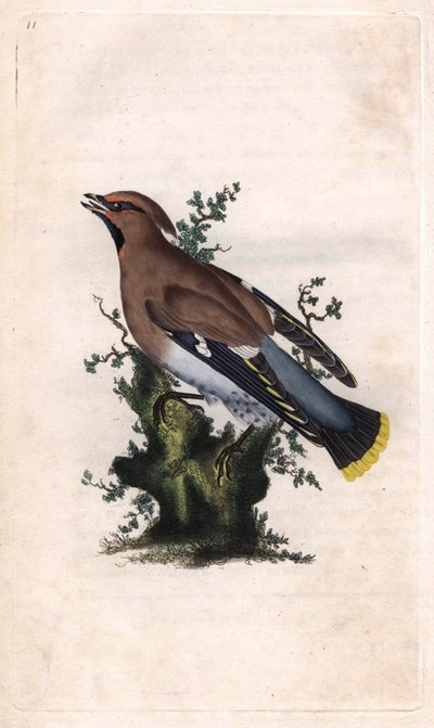 Borealny jaspis. Bombycilla garrulus (Ampelis garrulus). Miedzioryt autorstwa Edwarda Donovana (1768-1837), opublikowany w Natural History of British Birds, Londyn autorstwa Edward Donovan