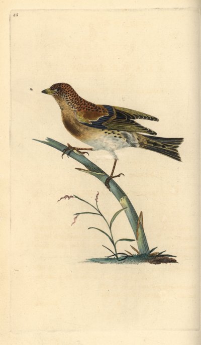 Brambling, Fringilla montifringilla. Ręcznie kolorowany miedzioryt narysowany i wygrawerowany przez Edwarda Donovana z jego własnej "Natural History of British Birds", Londyn. autorstwa Edward Donovan