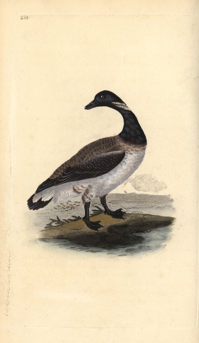 Gęś Brent, Branta bernicla. Ręcznie barwiony miedzioryt rysowany i grawerowany przez Edwarda Donovana z jego własnej „Historii naturalnej ptaków brytyjskich”, Londyn autorstwa Edward Donovan