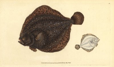 Brill lub perła, romb Scophthalmus (Pleuronectes rhombus). Ręcznie barwiony miedzioryt narysowany i rytowany przez Edwarda Donovana z jego Natural History of British Fishes, Donovan and F.C. i J. Rivington, Londyn autorstwa Edward Donovan