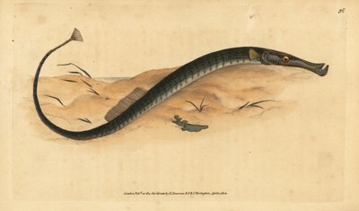 Iglicznia szerokonosa lub krótsza. Tyfl syngnatowy. Ręcznie barwiony miedzioryt narysowany i rytowany przez Edwarda Donovana z jego Natural History of British Fishes, Donovan and F.C. i J. Rivington, Londyn autorstwa Edward Donovan