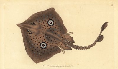 Brązowy płaszczka lub promień lustrzany, Raja miraletus. Ręcznie barwiony miedzioryt narysowany i rytowany przez Edwarda Donovana z jego Natural History of British Fishes, Donovan and F.C. i J. Rivington, Londyn autorstwa Edward Donovan