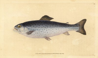 Pstrąg potokowy, Salmo trutta (Sewen, Salmo cambricus). Ręcznie barwiony miedzioryt narysowany i rytowany przez Edwarda Donovana z jego Natural History of British Fishes, Donovan and F.C. i J. Rivington, Londyn autorstwa Edward Donovan