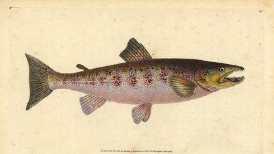 Pstrąg potokowy, Salmo trutta fario (Pstrąg, Salmo fario). Ręcznie barwiony miedzioryt narysowany i rytowany przez Edwarda Donovana z jego Natural History of British Fishes, Donovan and F.C. i J. Rivington, Londyn autorstwa Edward Donovan