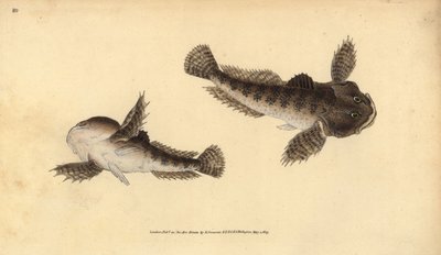Bullhead, Cottus gobio (rzeczny głowa byka). Ręcznie barwiony miedzioryt narysowany i rytowany przez Edwarda Donovana z jego Natural History of British Fishes, Donovan and F.C. i J. Rivington, Londyn autorstwa Edward Donovan