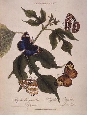 Motyle: Papilio Erymanthis; Papilio Orythia; Papilio Polyxena; Papilio Leucothoe, wyd. przez artystę autorstwa Edward Donovan