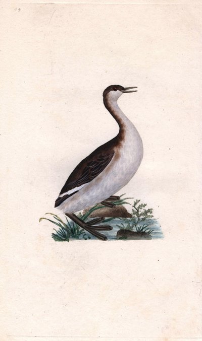 Perkoz Castagny. Tachybaptus ruficollis (Podiceps nigricans). Miedzioryt autorstwa Edwarda Donovana (1768-1837), opublikowany w Natural History of British Birds, Londyn autorstwa Edward Donovan