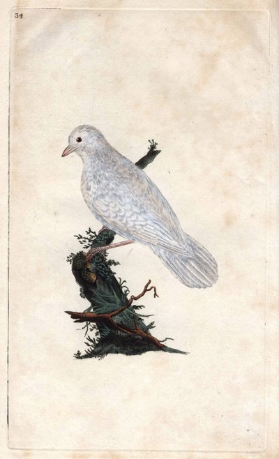 Sójka Chenesa. Garrulus glandarius. Miedzioryt autorstwa Edwarda Donovana (1768-1837), opublikowany w Natural History of British Birds, Londyn autorstwa Edward Donovan