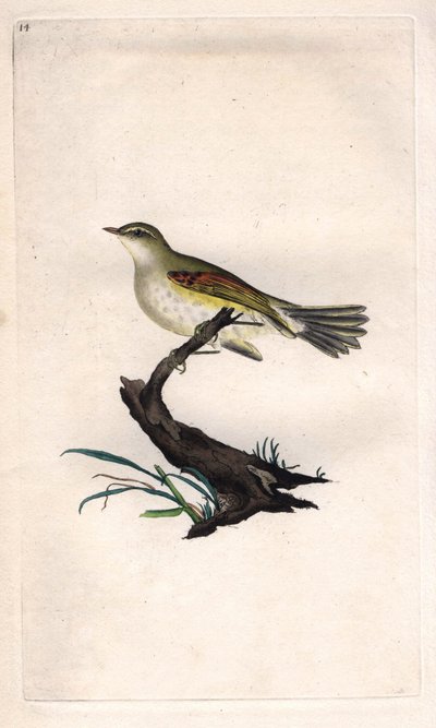 Fitis z kurczaka. Phylloscopus trochilus (Motacilla trochilus). Miedzioryt autorstwa Edwarda Donovana (1768-1837), opublikowany w Natural History of British Birds, Londyn autorstwa Edward Donovan