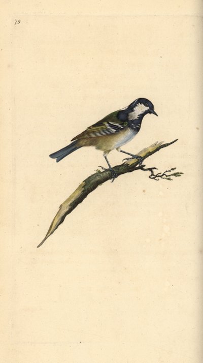 Węgiel to, Periparus ater. Ręcznie kolorowany miedzioryt rysowany i grawerowany przez Edwarda Donovana z jego własnej „Historii naturalnej ptaków brytyjskich”, Londyn autorstwa Edward Donovan