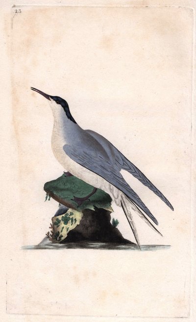 Rybitwa rzeczna. Sterna hirundo. Miedzioryt autorstwa Edwarda Donovana (1768-1837), opublikowany w Natural History of British Birds, Londyn autorstwa Edward Donovan