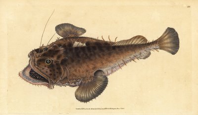 Pospolita ryba żabnica, Lophius piscatorius. Ręcznie barwiony miedzioryt narysowany i rytowany przez Edwarda Donovana z jego Natural History of British Fishes, Donovan and F.C. i J. Rivington, Londyn autorstwa Edward Donovan