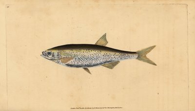 Ukleja pospolita, Alburnus alburnus (Cyprinus alburnus). Ręcznie barwiony miedzioryt narysowany i rytowany przez Edwarda Donovana z jego Natural History of British Fishes, Donovan and F.C. i J. Rivington, Londyn autorstwa Edward Donovan