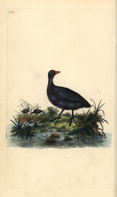 Łyska pospolita, Fulica atra. Ręcznie kolorowany miedzioryt rysowany i grawerowany przez Edwarda Donovana z jego własnej „Historii naturalnej ptaków brytyjskich”, Londyn autorstwa Edward Donovan