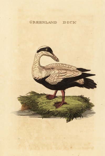 Edredon zwyczajny, Somateria autorstwa Edward Donovan
