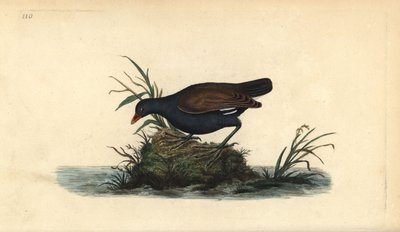 Kokoszka zwyczajna, Gallinula chloropus. Ręcznie kolorowany miedzioryt rysowany i grawerowany przez Edwarda Donovana z jego własnej „Historii naturalnej ptaków brytyjskich”, Londyn autorstwa Edward Donovan