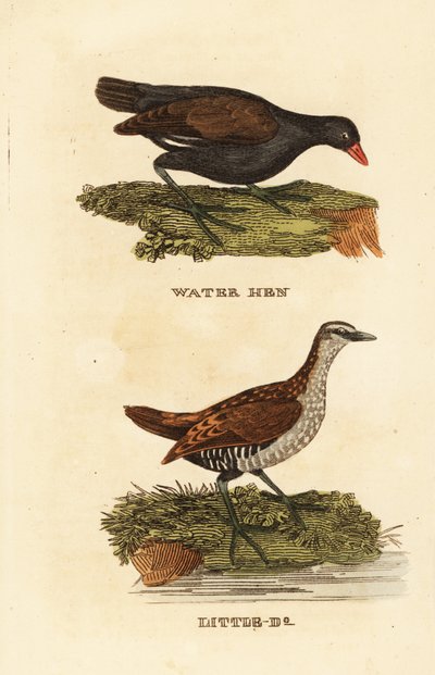 Kokoszka zwyczajna, Gallinula chloropus i kropiatka, Porzana porzana autorstwa Edward Donovan