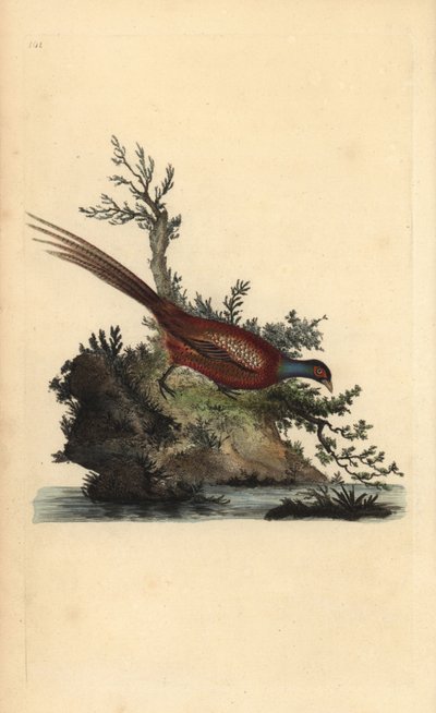 Bażant zwyczajny, Phasianus colchicus. Ręcznie kolorowany miedzioryt rysowany i grawerowany przez Edwarda Donovana z jego własnej „Historii naturalnej ptaków brytyjskich”, Londyn autorstwa Edward Donovan