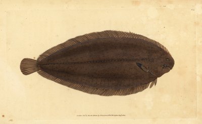 Sola zwyczajna lub Sola Dover, Solea solea (Pleuronectes solea). Ręcznie barwiony miedzioryt narysowany i rytowany przez Edwarda Donovana z jego Natural History of British Fishes, Donovan and F.C. i J. Rivington, Londyn autorstwa Edward Donovan