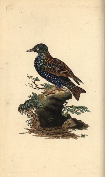 Szpak zwyczajny, Sturnus vulgaris. Ręcznie barwiony miedzioryt rysowany i grawerowany przez Edwarda Donovana z jego własnej „Historii naturalnej ptaków brytyjskich”, Londyn autorstwa Edward Donovan