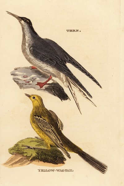 Zwój zwyczajny, Hirundo Sterny i Pliszka Żółta, Motacilla Plava autorstwa Edward Donovan